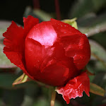 photoIMG_2158.jpg