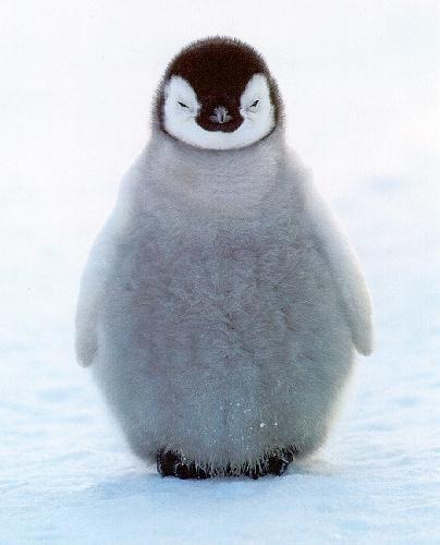 [penguin-chick%255B4%255D.jpg]