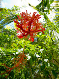 This is a really cool looking flower that was covering the pathway leading out of our hotel. Madagascar6 - 026.jpg