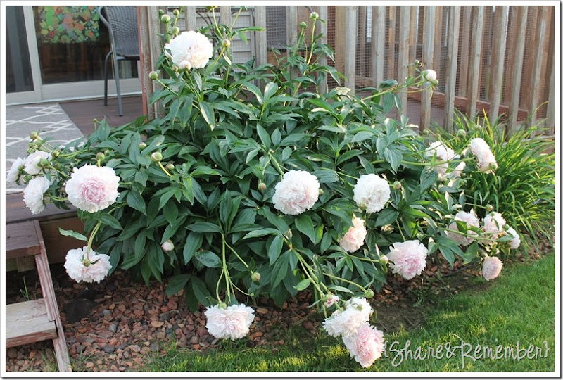 peoniesbydeck