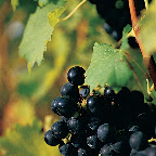 Vignoble du Château Taillefer Lafon