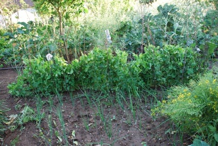 [ervilhas%2520DSC_0127DSC_020843%255B4%255D.jpg]