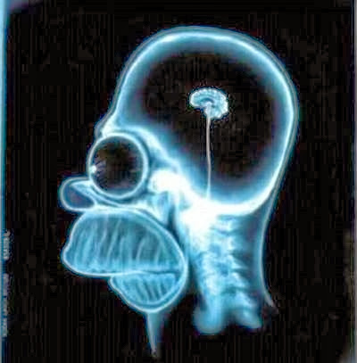 6 curiosidades cérebro 6 curiosidades cérebro