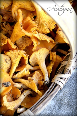 [autumn%2520copy%255B4%255D.jpg]
