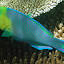 A Rainbow Fish In The Coral - Oak Beach, Australia