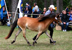 Virpi f 2008 e Duktig u Madine e John Russ