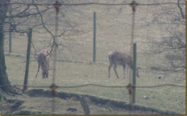 SAM_5082 Deer Park SAM_5082 Deer Park