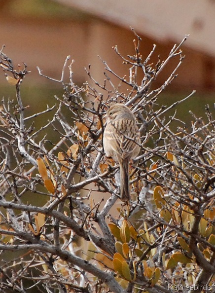 9. brewer sparrow-kab