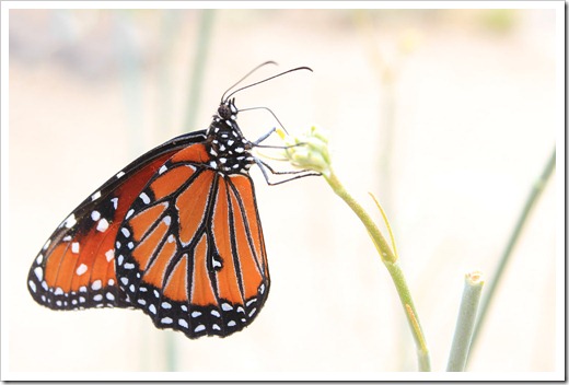 120728_ArizonaSonoraDesertMuseum_Danaus-gilippus-on-Asclepias-albicans_02