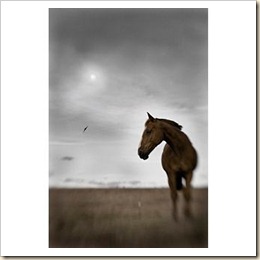 Rubio, Sky, Moon and Hawk by Bonnie Edelman-DWR 6-7-11