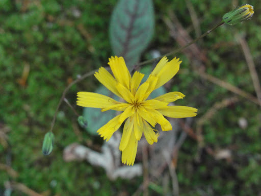 Dwarf Dandelion or Goat