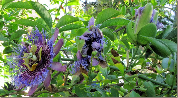 06-20-passion-flowers