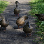 Wandeling met brunch