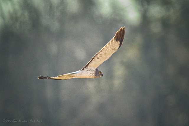 [-%2520Northern%2520Harrier%2520-%2520male%2520ROT_5968%2520February%252009%252C%25202012%2520NIKON%2520D3S%255B3%255D.jpg]
