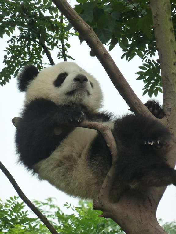 [China-Chengdu-Panda-July-2012-263.jpg]