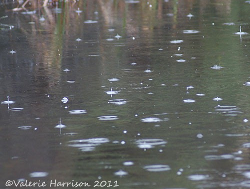 [14-rain%255B2%255D.jpg]