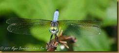 Blue Dasher D7K_0359 NIKON D7000 July 20, 2011