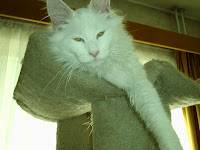 Afbeelding van alles kittens nikita 9 maart 2010 027.jpg