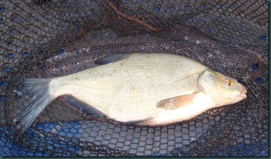Thursdays_Bream
