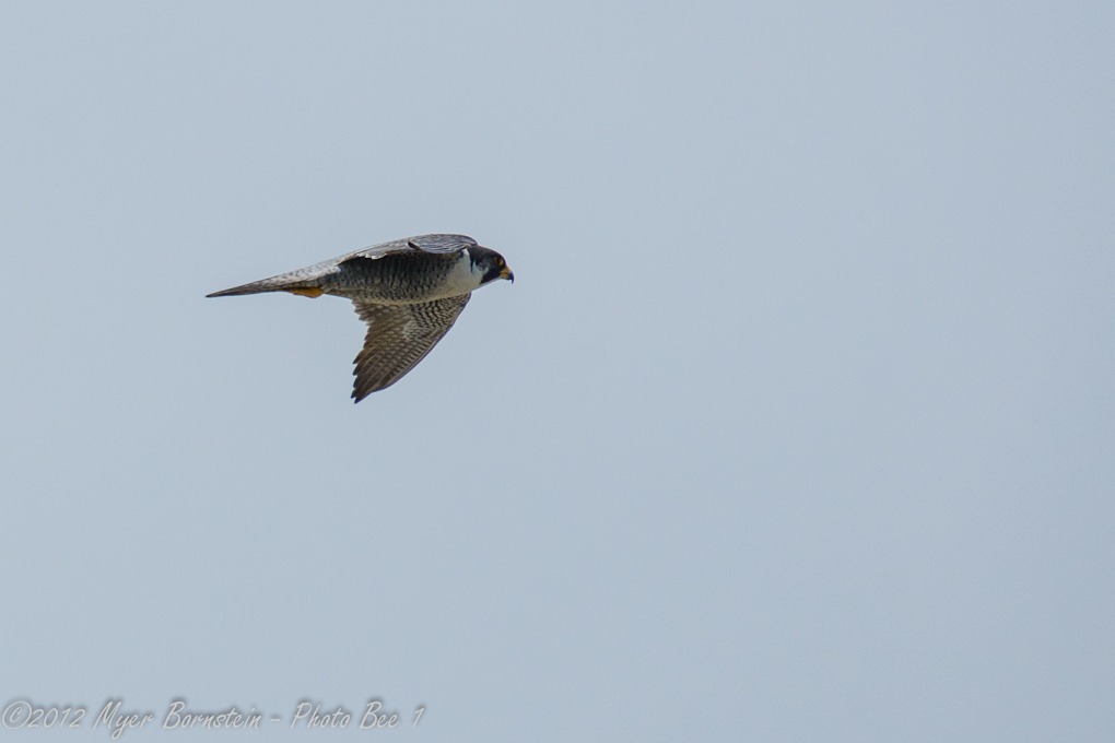 [Peregrine%2520Falcon%2520_D8C3384%2520June%252003%252C%25202012%2520NIKON%2520D800%255B3%255D.jpg]