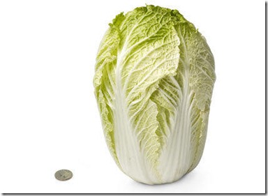 28-chinese-cabbage[1]