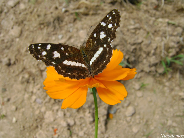 Ortilia orticas orticas (SCHAUS, 1902). Pitangui (MG, Brésil), 28 avril 2009. Photo : Nicodemos Rosa