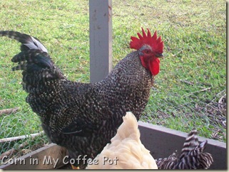 Chickens- acting strange 002 Chickens- acting strange 002