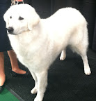Kuvasz