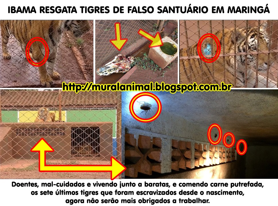 [ibama-tigres-maringa1%255B3%255D.jpg]