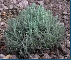 silver foliage lavender