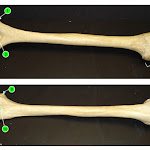 humerus.jpg