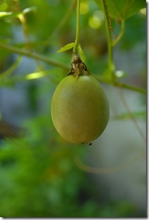 DSC_0049 DSC_0049