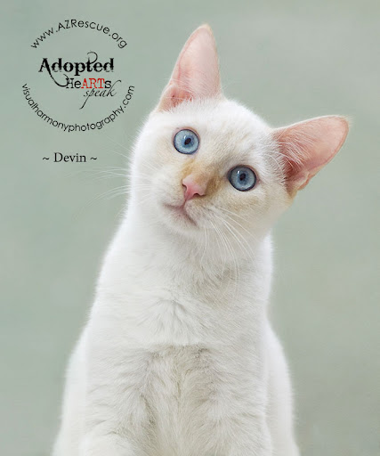 Thanks to the efforts of great photographers and other artist's who volunteer their time through HeArtsSpeak.org, sweet kitties like Devin and others now have loving permanent homes! Thanks to the efforts of great photographers and other artist's who volunteer their time through HeArtsSpeak.org, sweet kitties like Devin and others now have loving permanent homes!
