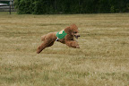 Finnegan is quite athletic and also is the first altered standard poodle to earn a UKC Lure Coursing title, as well as the first standard poodle ever to earn a lure Coursing title in the AKC
