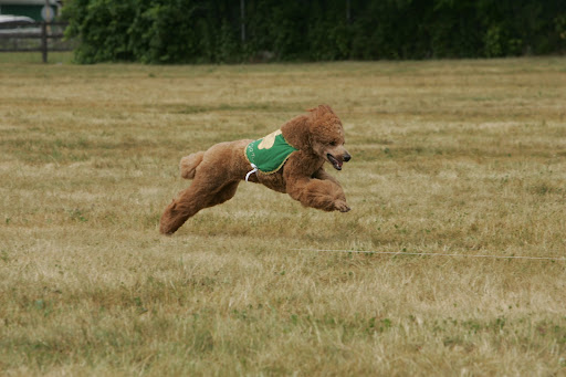 Finnegan is quite athletic and also is the first altered standard poodle to earn a UKC Lure Coursing title, as well as the first standard poodle ever to earn a lure Coursing title in the AKC