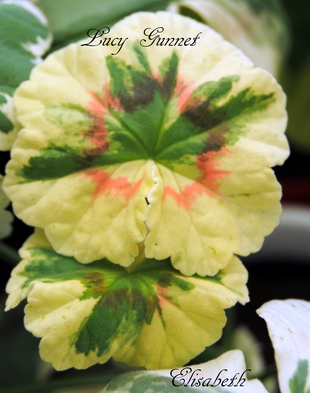 [Pelargonium%2520juli%2520-11%2520030%255B4%255D.jpg]