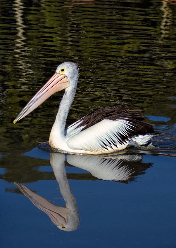 [pelican-2%255B7%255D.jpg]