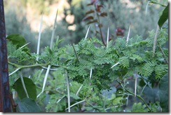 IMG_6718 IMG_6718