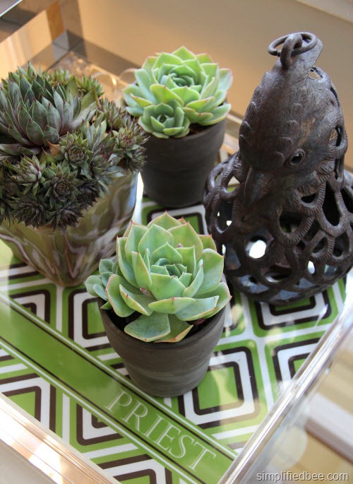 succulents on tray display
