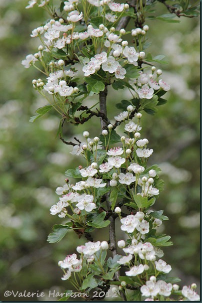 7-May-blossom