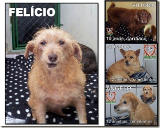 abeac_resgatadossemdentes abeac_resgatadossemdentes