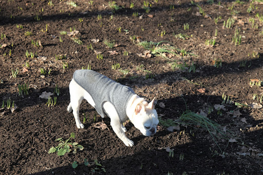 It wasn't the type of flower, that concerned me, Franny.  It was the fact that it, and many other bulbs, are beginning to sprout!