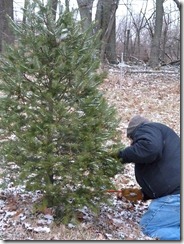 2011-12-17 cutting the tree 007