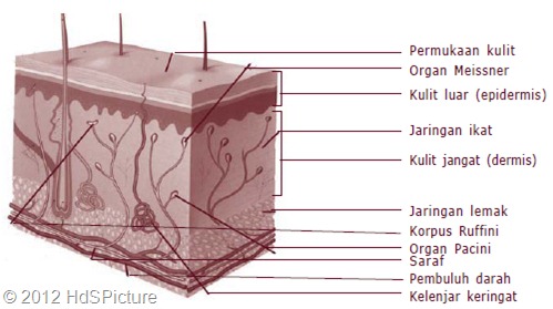 Gambar 1.4 Struktur anatomi kulit