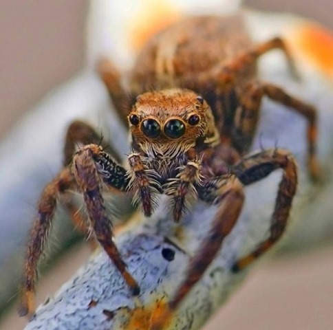 [giant-largest-spider-5%255B2%255D.jpg]