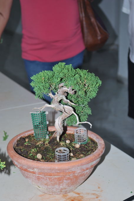 Juniperus itoigawa de Domingo Acebedo.