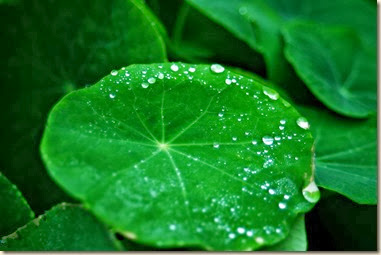 dew on nasturtium leaves