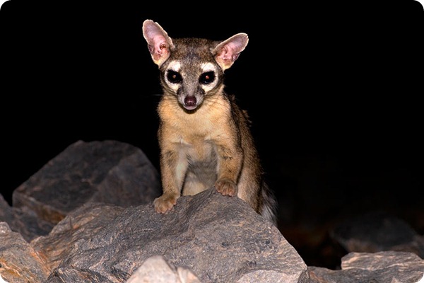 raring ringtail raring ringtail