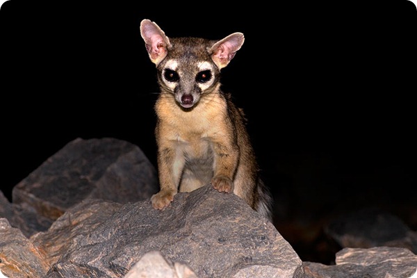 raring ringtail