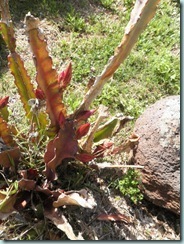 flowering-cactus_thumb
